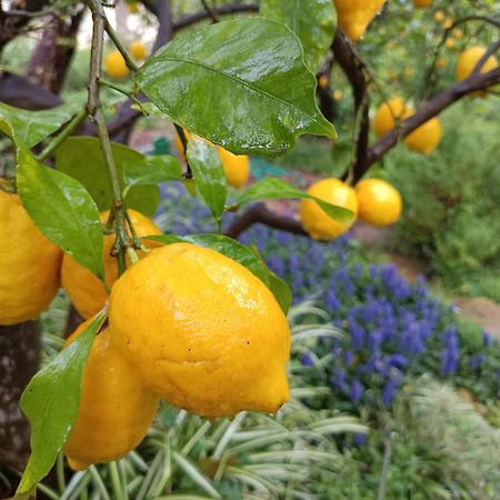 Olive Lemon Biophilic House & Lush Forest Garden Вамос Экстерьер фото