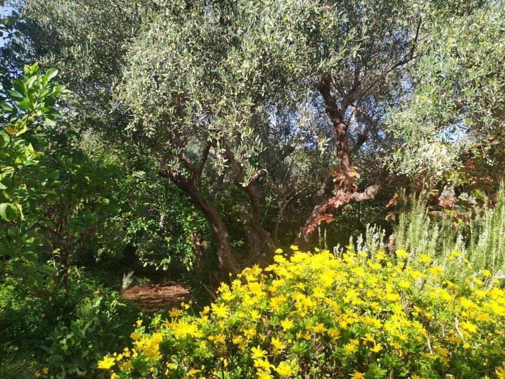 Olive Lemon Biophilic House & Lush Forest Garden Вамос Экстерьер фото